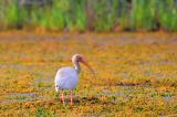 White Ibis