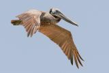 Brown Pelican