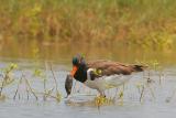 American Oystercatcher