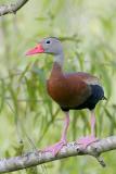 Black-bellied Whistling-Duck