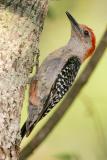 Red-bellied Woodpecker