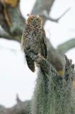 Great Horned Owl