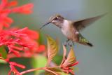 Ruby-throated Hummingbird