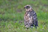 Red-shouldered Hawk