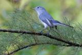 Blue-gray Gnatcatcher