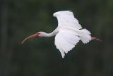 White Ibis