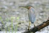 Green Heron