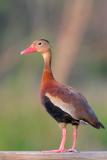 Black-bellied Whistling-Duck