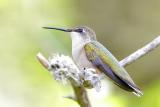 Ruby-throated Hummingbird