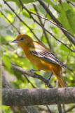 Baltimore Oriole