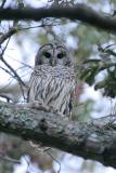 Barred Owl