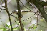 Warbling Vireo