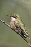 Ruby-throated Hummingbird