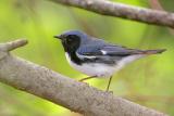 Black-throated Blue Warbler