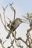 Northern Mockingbird