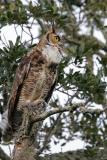 Great Horned Owl