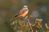 Scissor-tailed Flycatcher