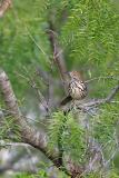 Long-billed thrasher