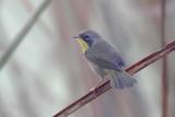 Common Yellowthroat