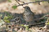 Gray-cheeked Thrush