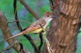 Brown-crested Flycatcher