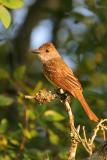 Brown-crested flycatcher