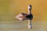 Least Grebe