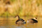 Pied-billed Grebe