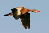 Black-bellied Whistling-Duck