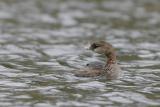 Pied-billed Grebe