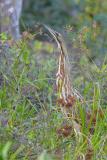 American Bittern