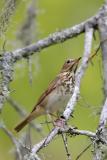 Hermit Thrush