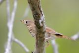 Hermit Thrush