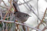 House Wren