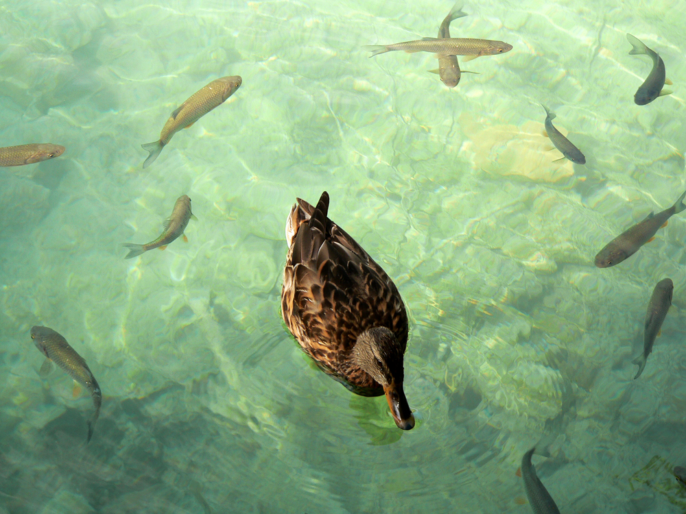 Duck and friends, Plitvice Lakes National Park, Croatia, 2005