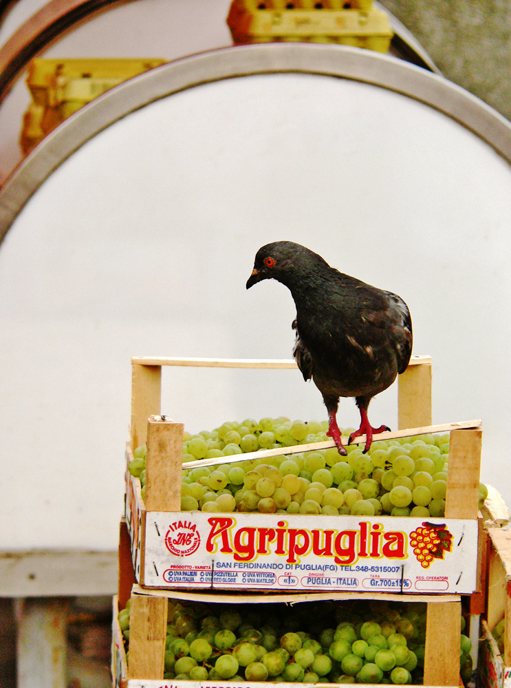 Italian grapes, Croatian pigeon, Dolac Market, Zagreb, Croatia, 2005