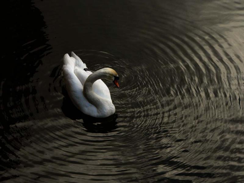 Swan vibes, Bruges, Belgium, 2005