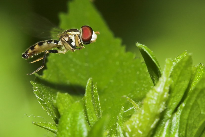 flie in fly