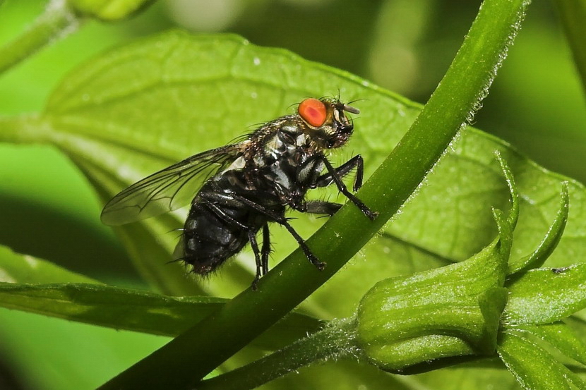 Red eyes