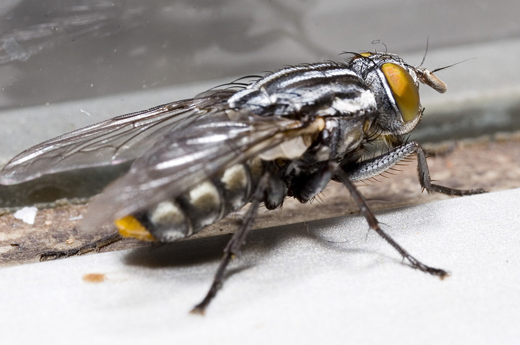 fly IV