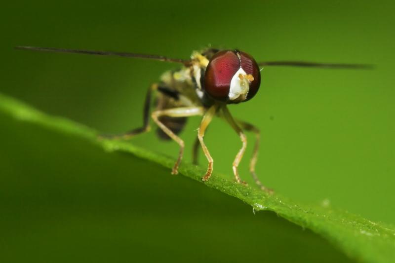 flie