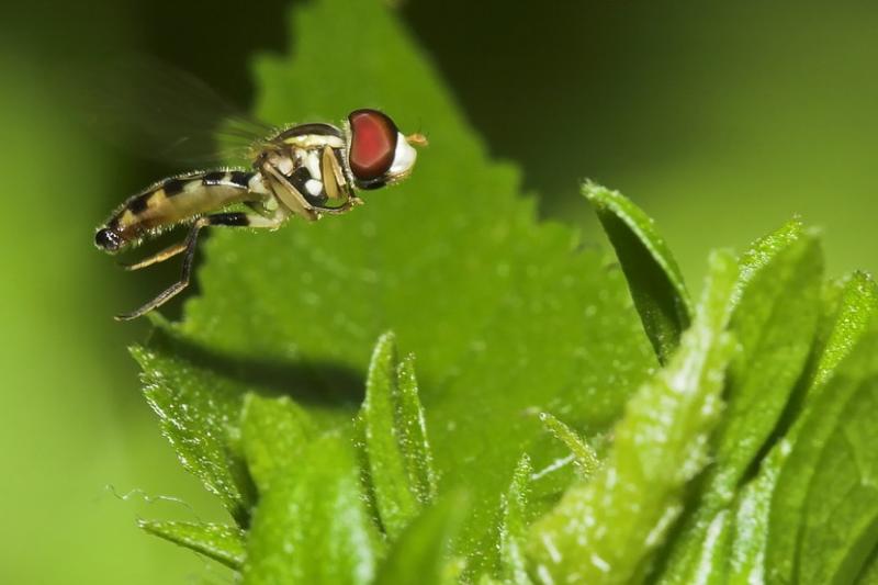 flie in fly
