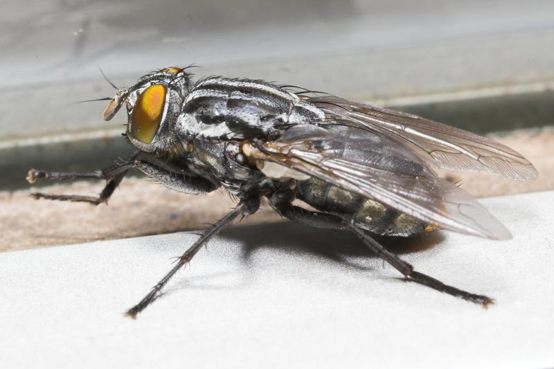 fly III