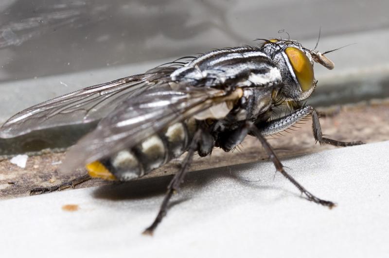 fly IV