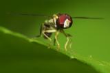 flie