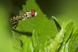 flie in fly