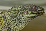 iguana portrait