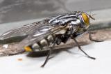 fly IV