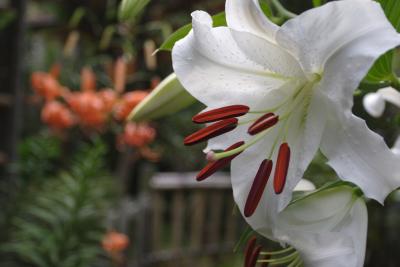 v3/82/388182/3/46751331.Lily2.jpg