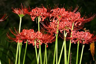 Red Spider Lily